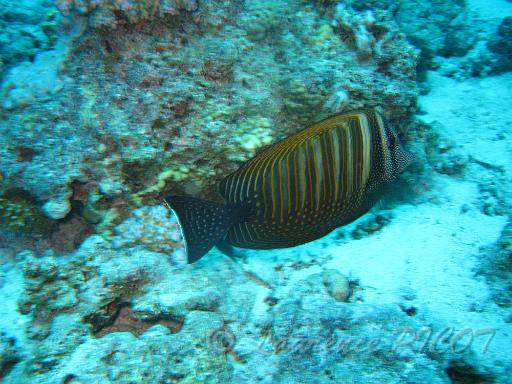 Chirurgien voilier - Zebrasoma desjardinii.JPG